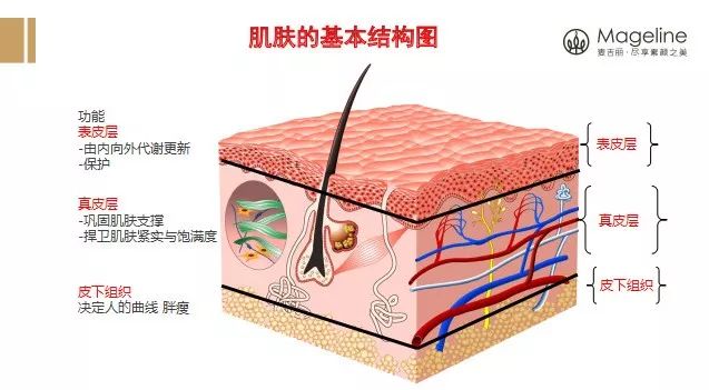 皮肤表皮细胞 五层图片
